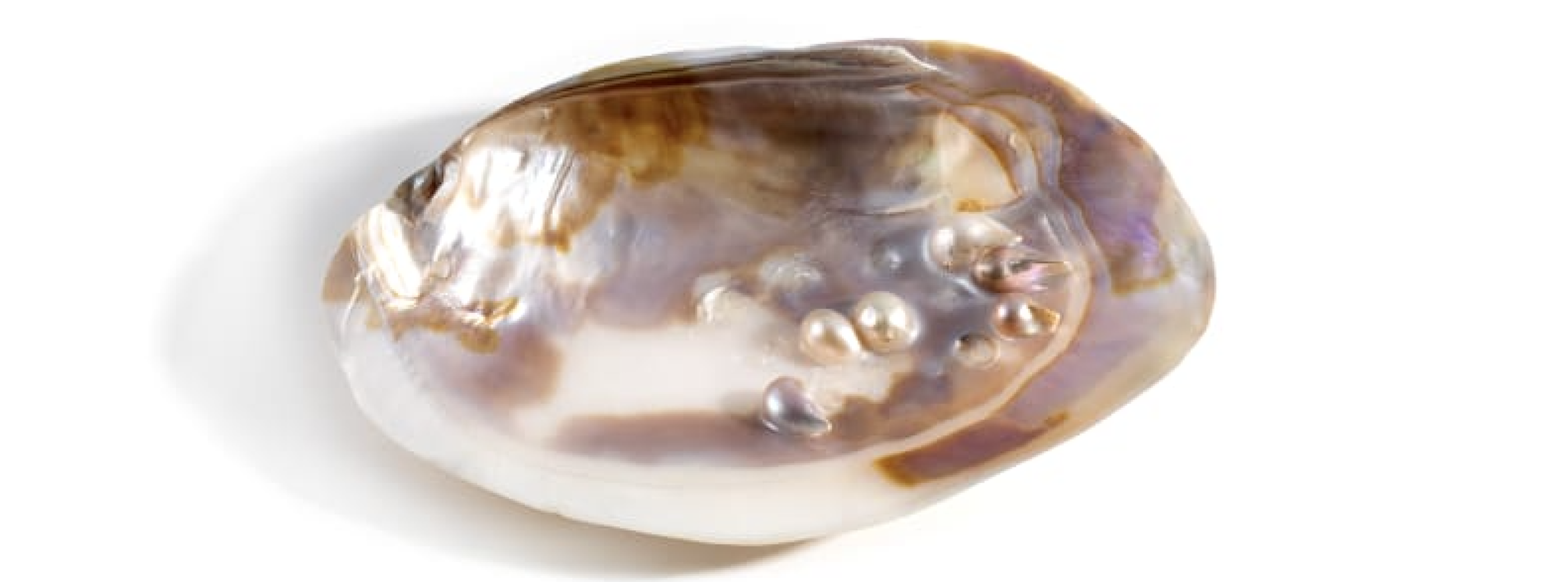 Formation d’une perle blister - mécanisme de défense du mollusque