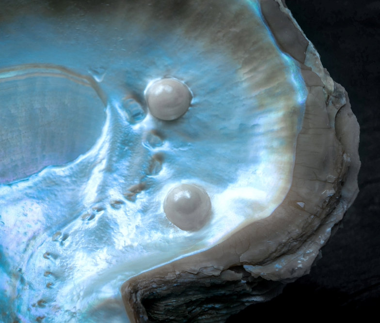 Formation d'une perle dans une huître perlière, couches de nacre visibles