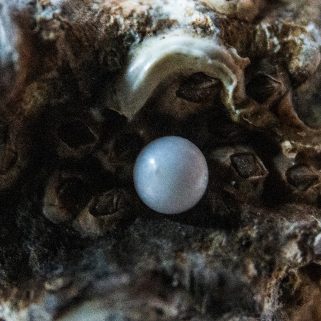 Fermes perlières de Chine — Gemperles