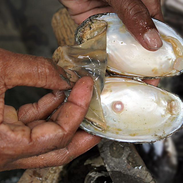Huître Pinctada fucata — biologie et élevage Akoya
