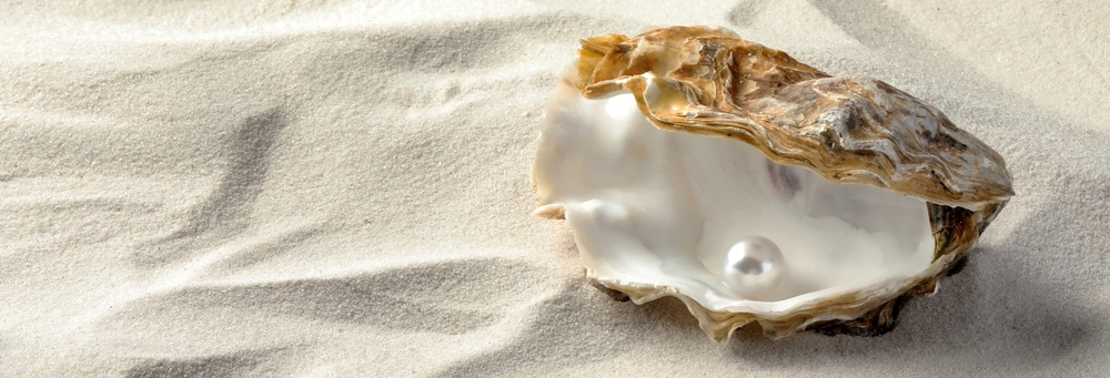 Perle de culture émergeant d'une huître perlière, symbole de la perliculture