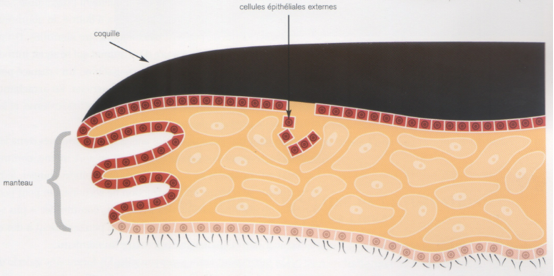 Coupe transversale d’une perle libre montrant les couches de nacre concentriques